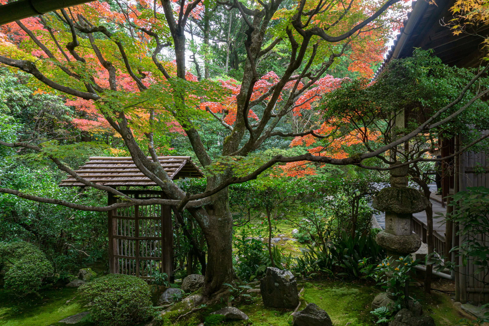 秋の紅葉に彩られた桂春院の侘の庭、もみじと竹垣が美しい日本庭園
