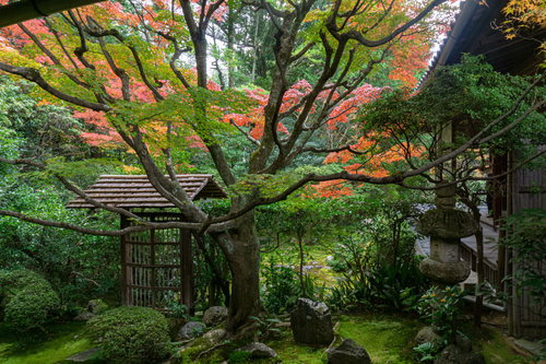 秋の装いに彩られた桂春院「侘（わび）の庭」