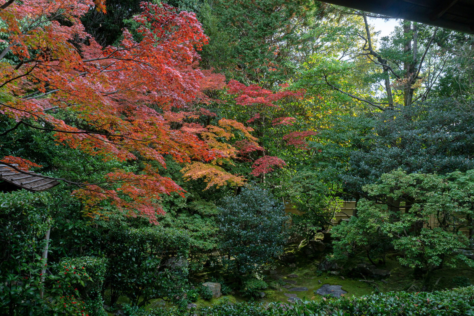 妙心寺桂春院の庭園で常緑樹に囲まれて鮮やかに色づく紅葉
