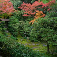 秋の桂春院「思惟（しい）の庭」の眺めの写真