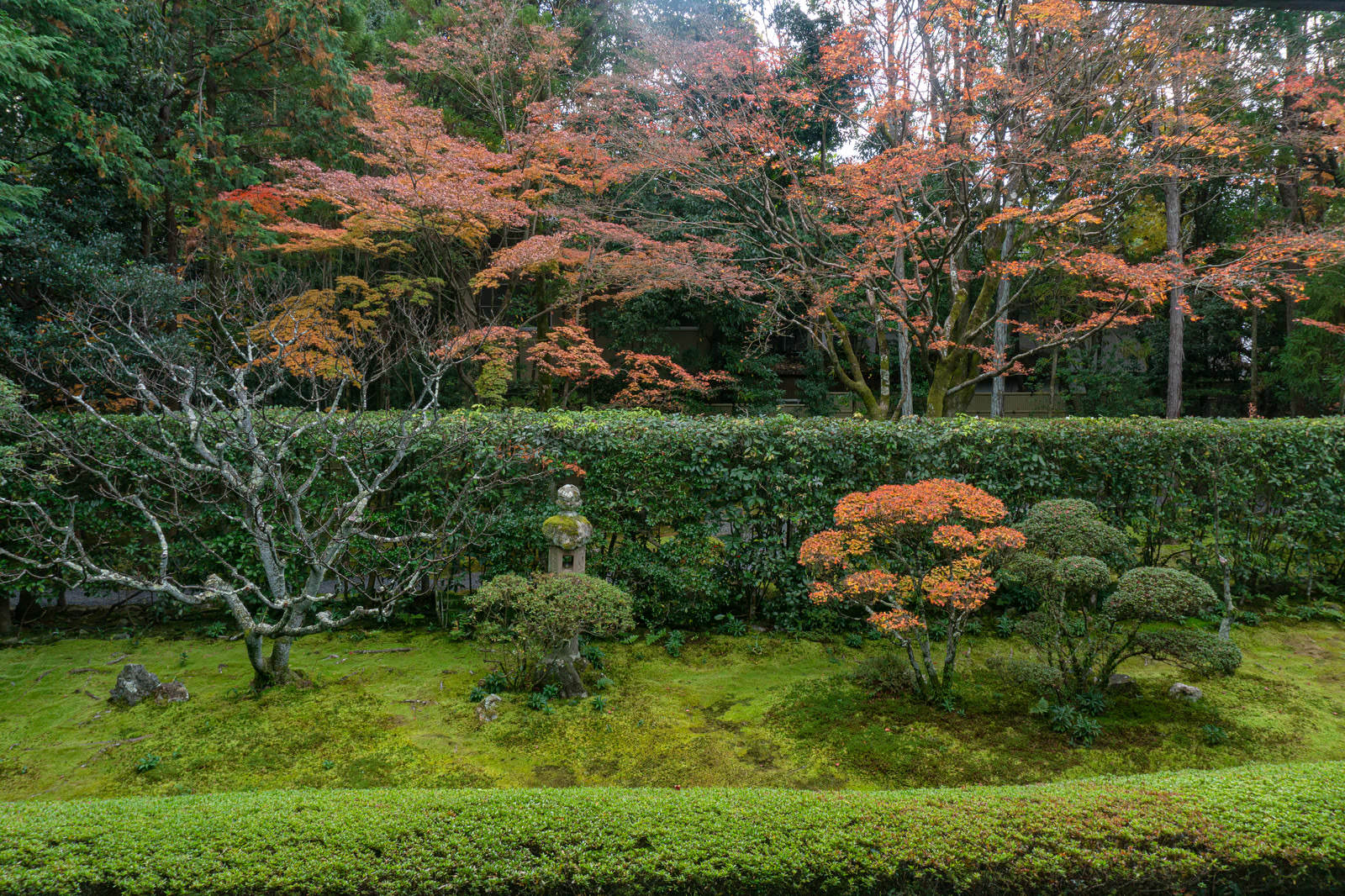 妙心寺桂春院の苔庭に石灯籠と紅葉した楓が広がる秋の日本庭園