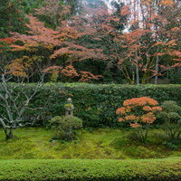 妙心寺桂春院の苔庭と紅葉の写真