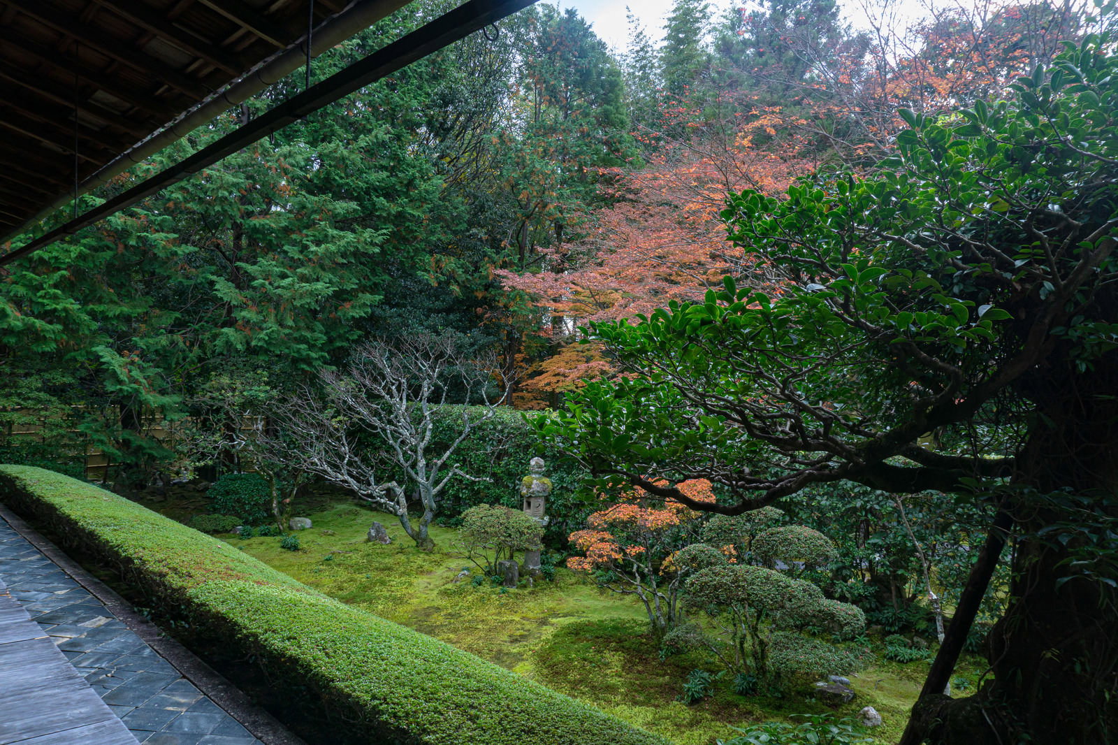 方丈から見える妙心寺桂春院の真如の庭。苔と松の木が見える日本庭園