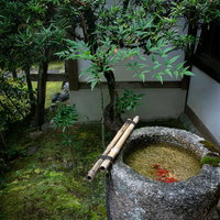 庭の隅のつくばいの写真