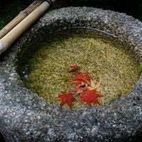 つくばいに散り落ちた紅葉の写真