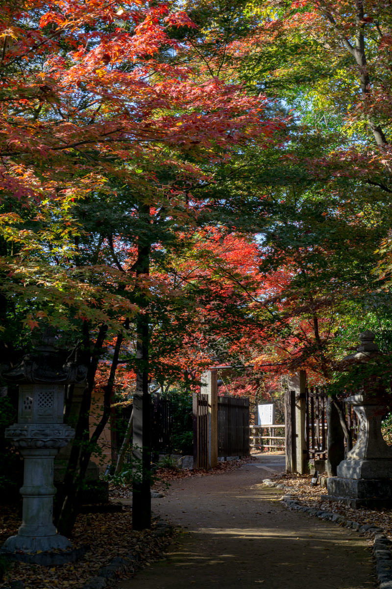 北野天満宮のもみじ苑へ向かう石畳の参道と紅葉・青もみじの風景