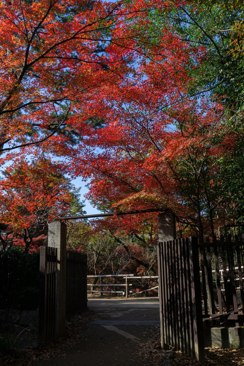 北野天満宮御土居のもみじ苑への入り口、鮮やかな赤い紅葉に囲まれた門