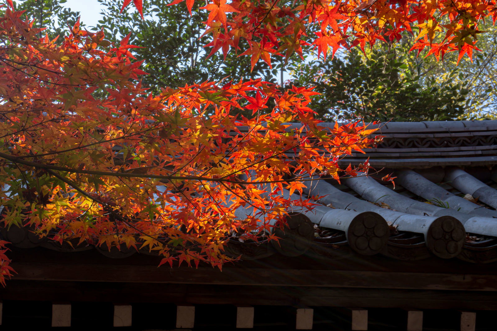 伝統的な瓦屋根の上に色鮮やかな紅葉が映える秋の風景