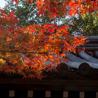 瓦屋根を彩る日に輝く紅葉の写真