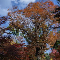 御土居の天端に堂々と立つ樹齢600年の北野天満宮の大欅「東風（こち）」の写真