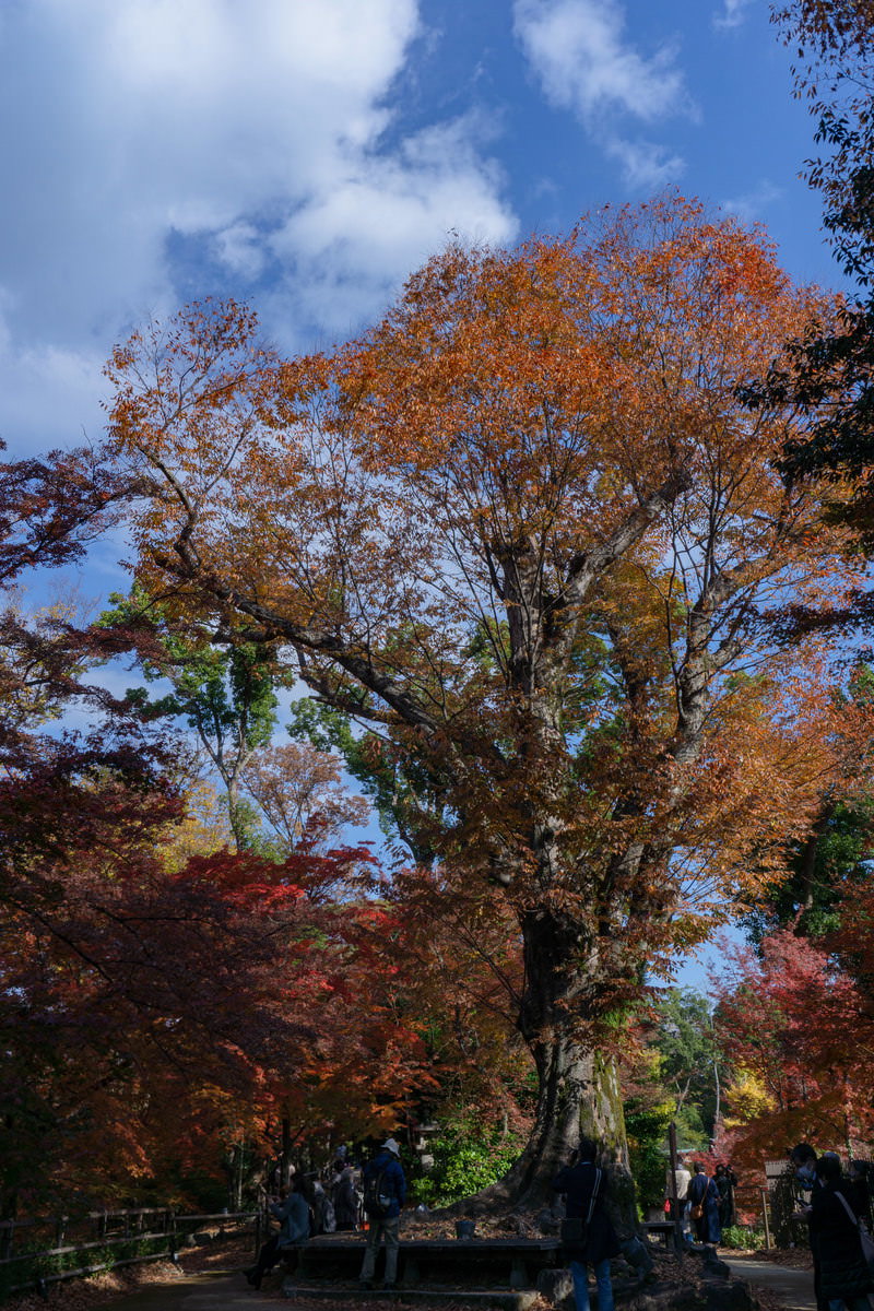 青空の下で紅葉した北野天満宮の樹齢600年の大欅「東風」