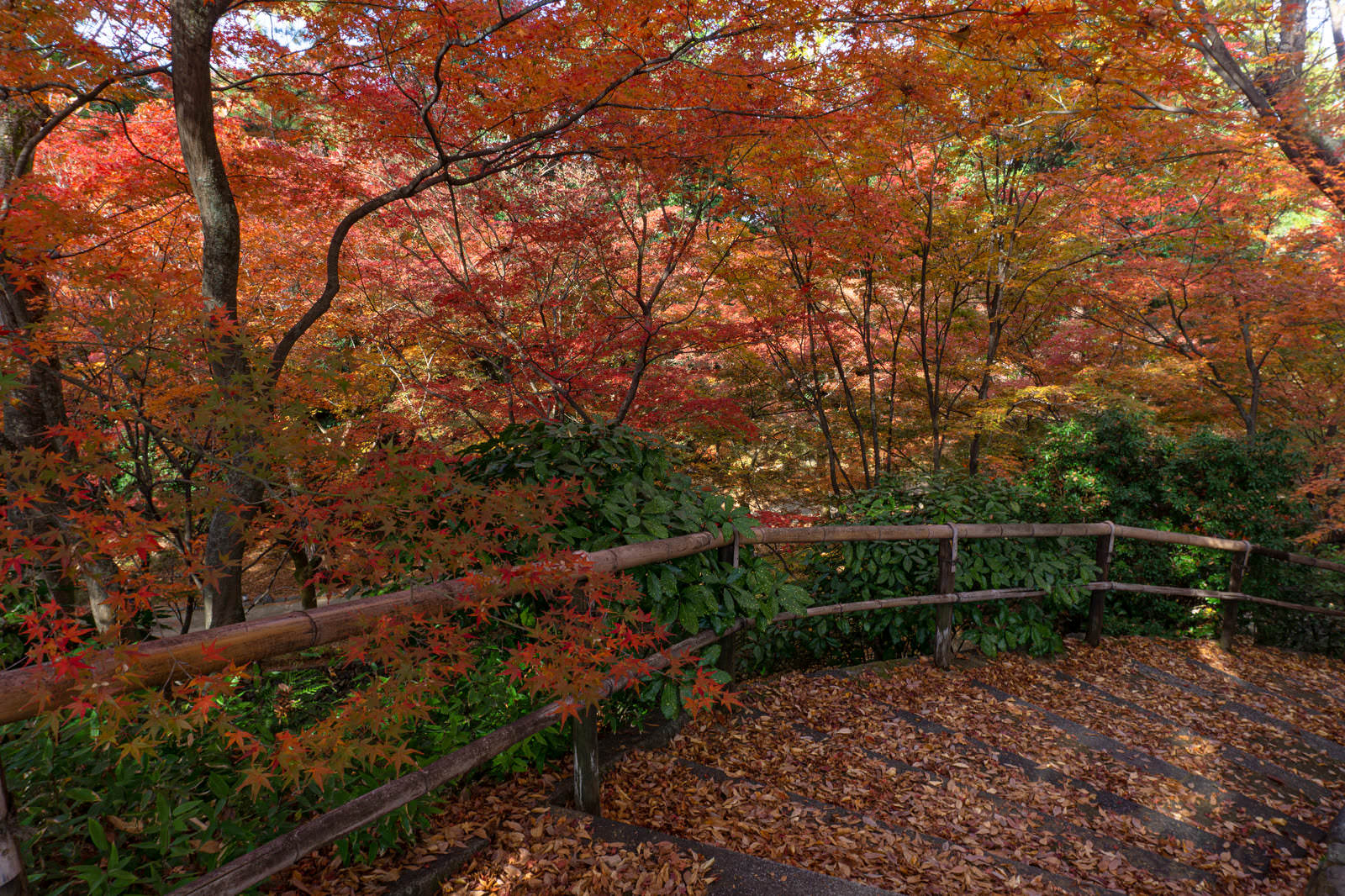 紅葉に囲まれた階段に落ち葉が散り積もっている秋の風景