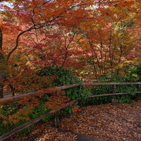 落ち葉に埋もれる紅葉に囲まれる階段の写真