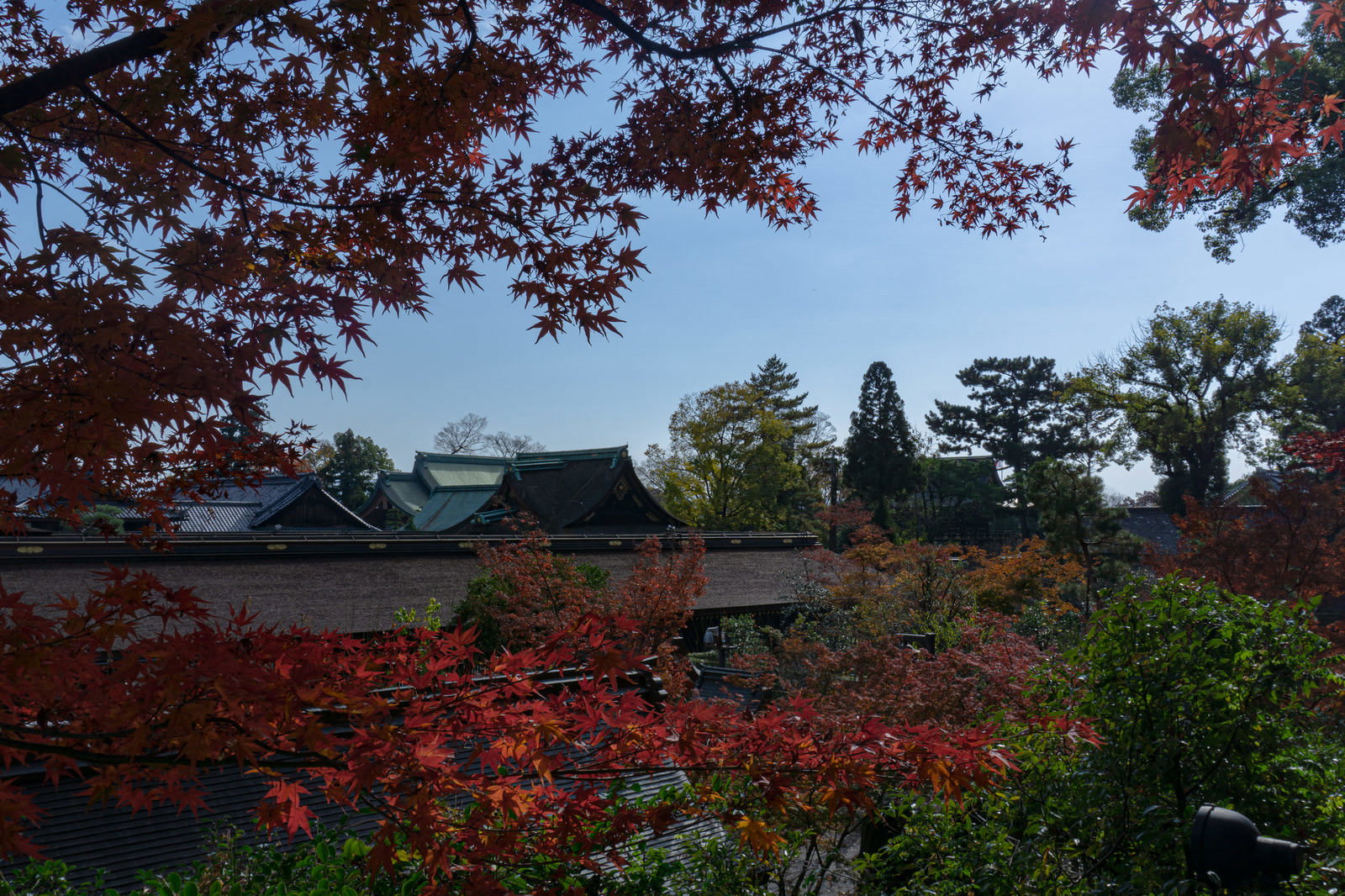 展望所から見下ろした北野天満宮の境内、紅葉の木々と瓦屋根の建物群