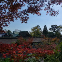 展望所から見る境内に立ち並ぶ建物の屋根の写真