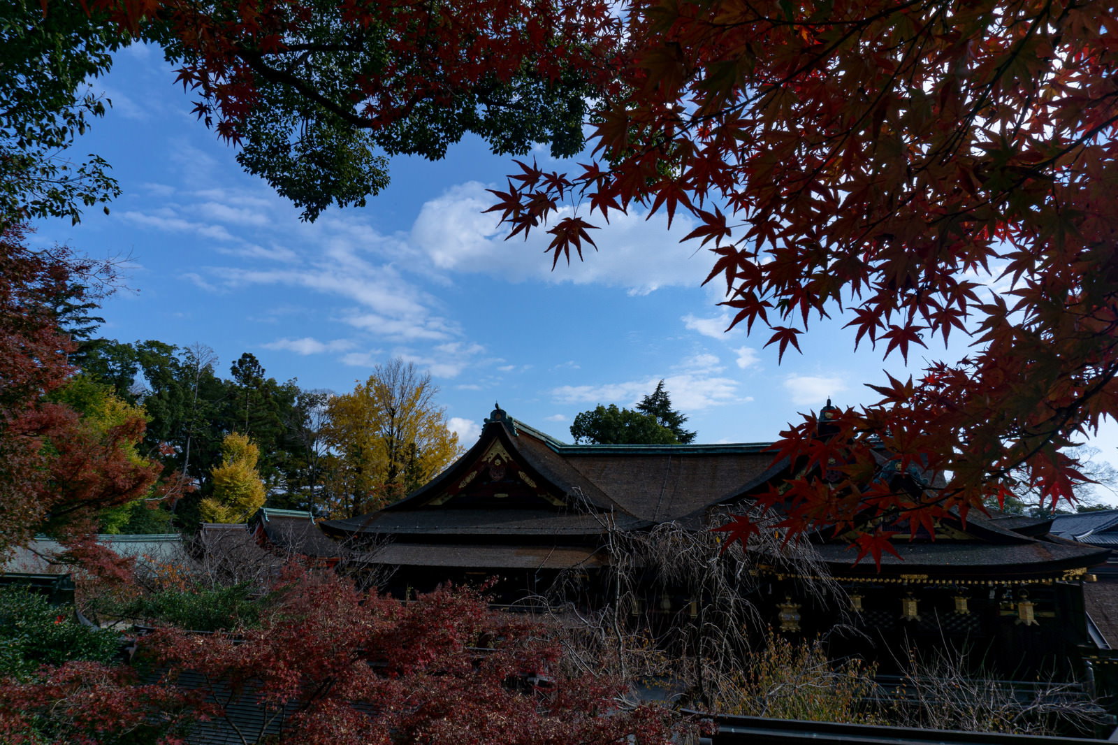 北野天満宮の本殿を赤く色づいた紅葉が額縁のように囲む秋の風景