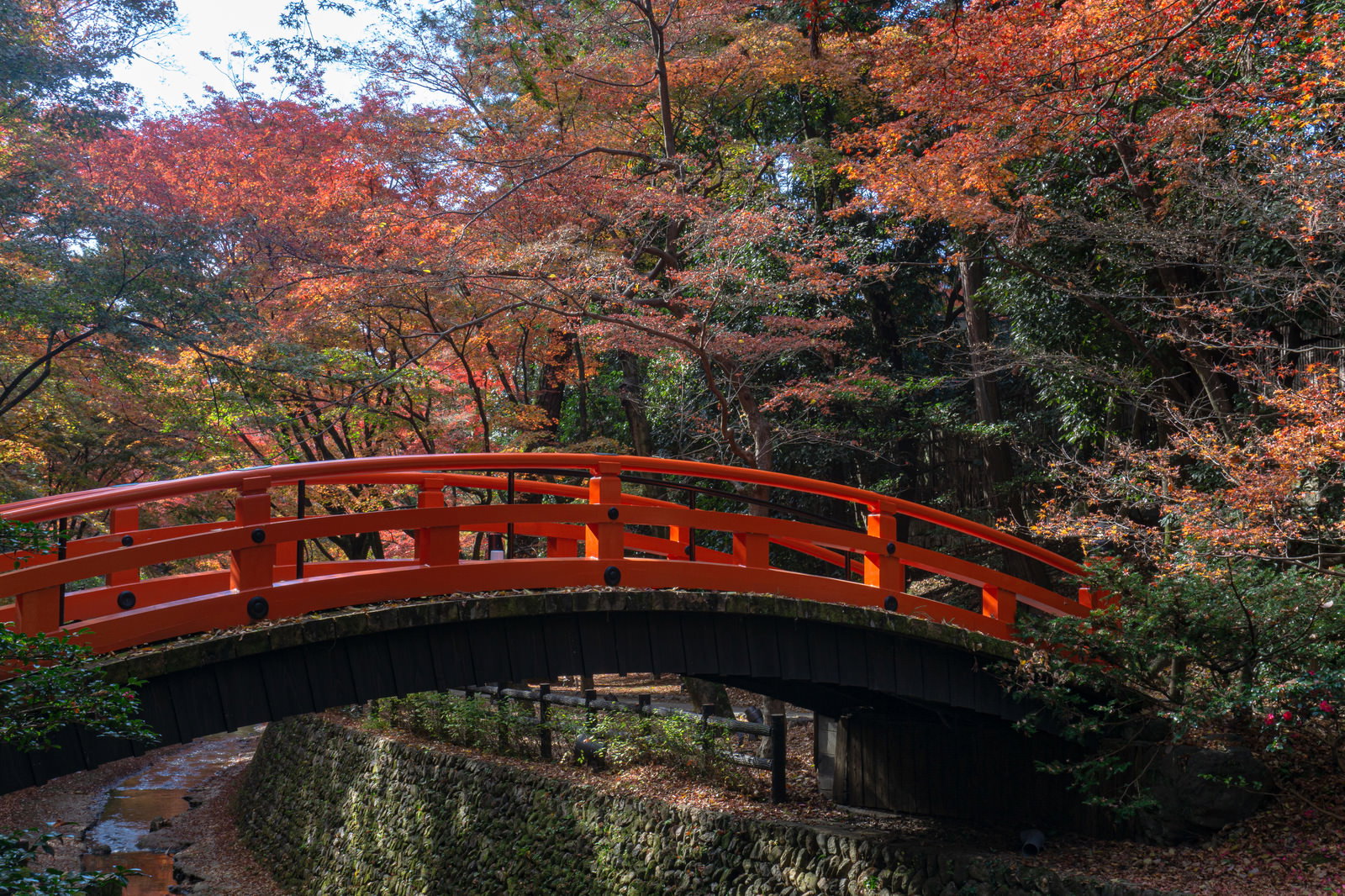 北野天満宮御土居もみじ苑の鶯橋と紅葉の美しい秋の風景