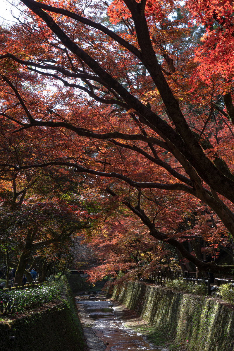 北野天満宮の紙屋川沿いに赤く色づいた紅葉が覆いかぶさる秋の風景