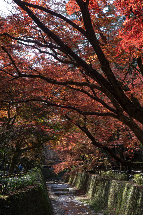 紙屋川を覆うように立ち並ぶ紅葉