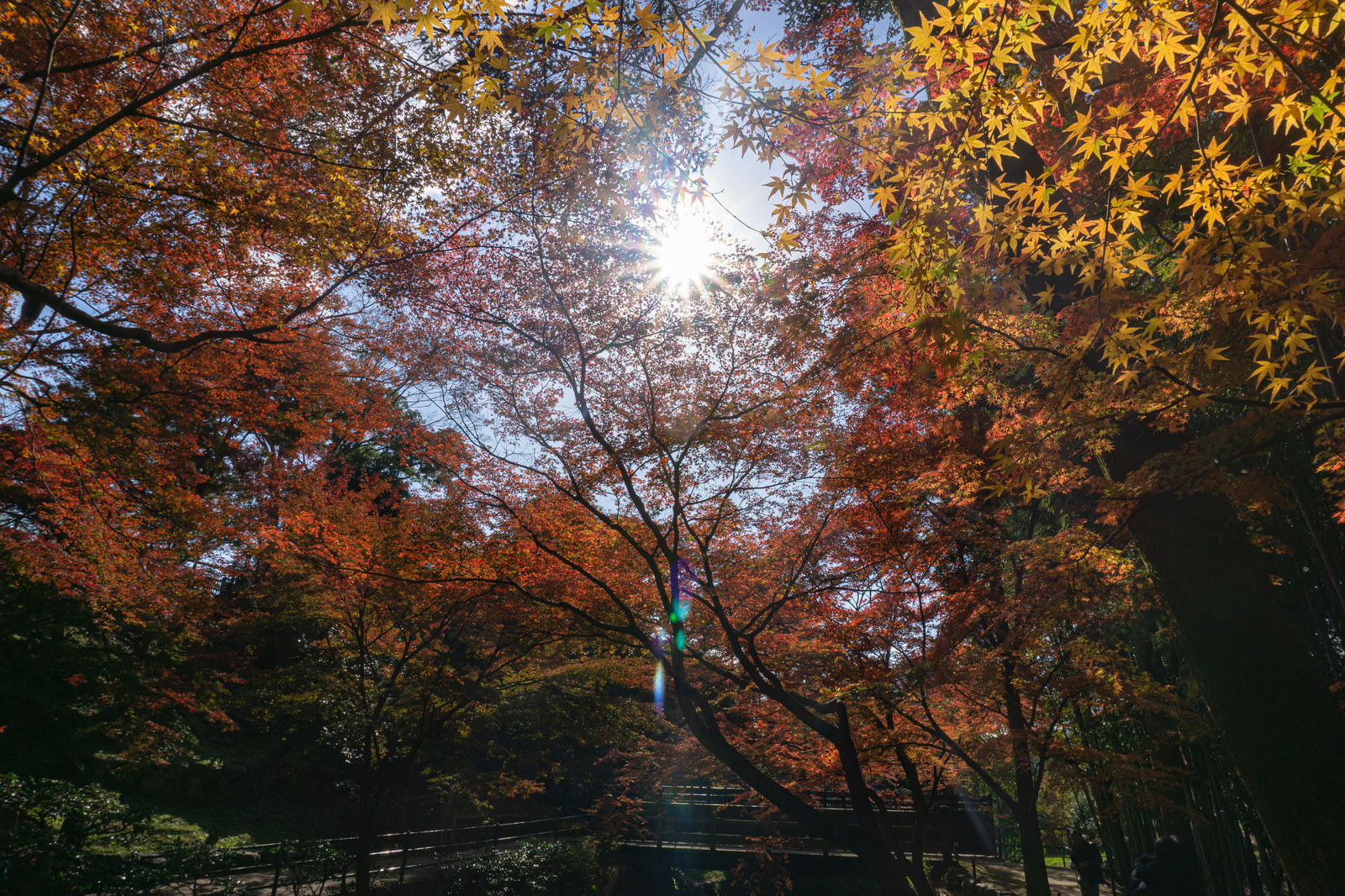 北野天満宮で見上げた紅葉の景色、光芒が差し込む秋の風景