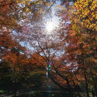 見上げた空を埋め尽くす紅葉の錦絵の美しさの写真