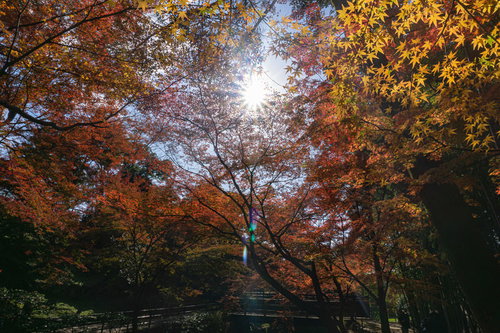 見上げた空を埋め尽くす紅葉の錦絵の美しさ