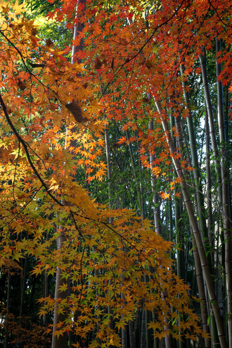 緑の竹林の中に鮮やかな紅葉が映える秋の風景