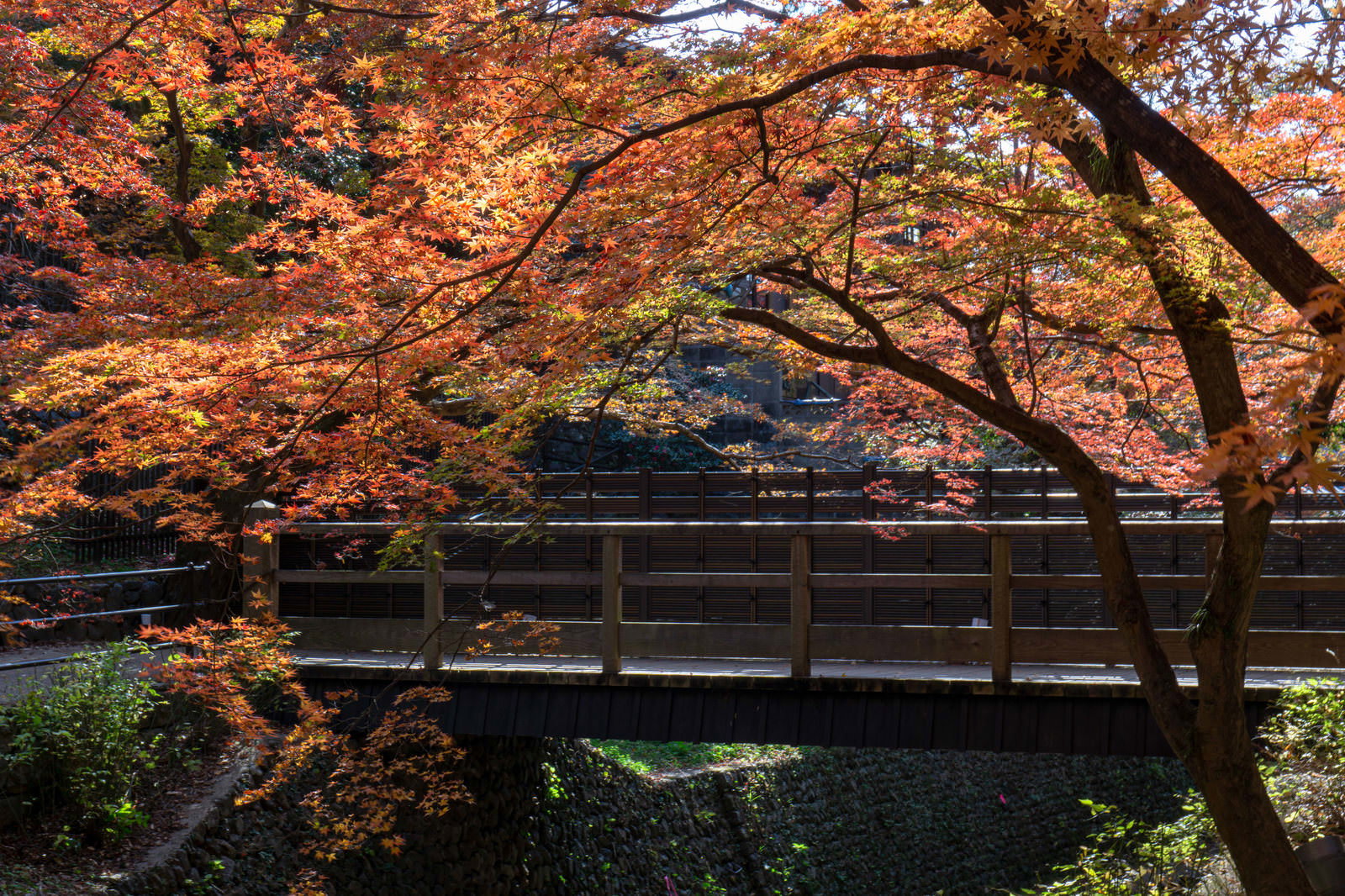 北野天満宮の紙屋川にかかる木造の小さな橋と美しく色づいた紅葉