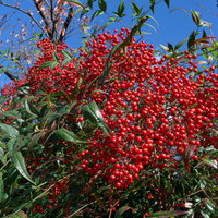 びっしりと実を付けた南天の写真