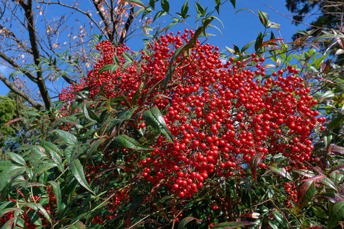 びっしりと実を付けた南天