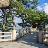 琵琶湖岸の境内から浮御堂へ向かう石橋とその目の前に大ぶりの枝を伸ばす見事な松の木の写真