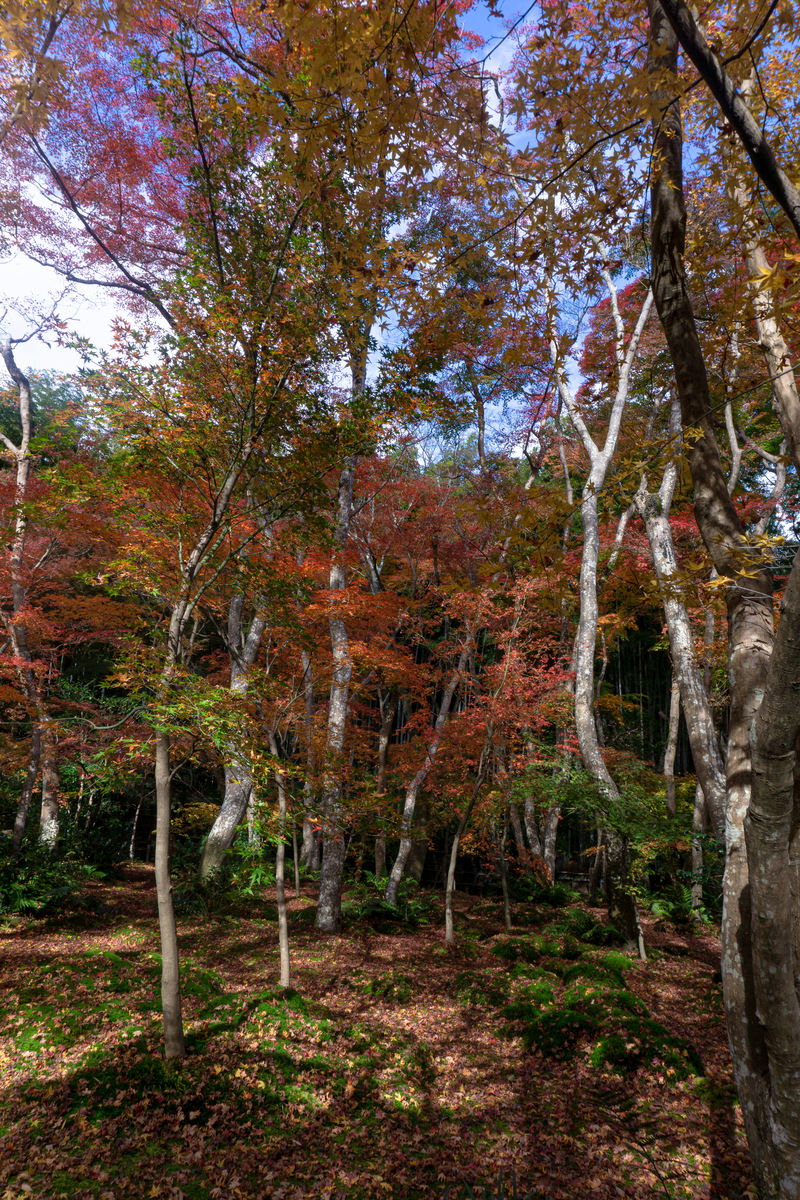 祇王寺の苔庭に散らばる紅葉と背景の色とりどりに紅葉した木々