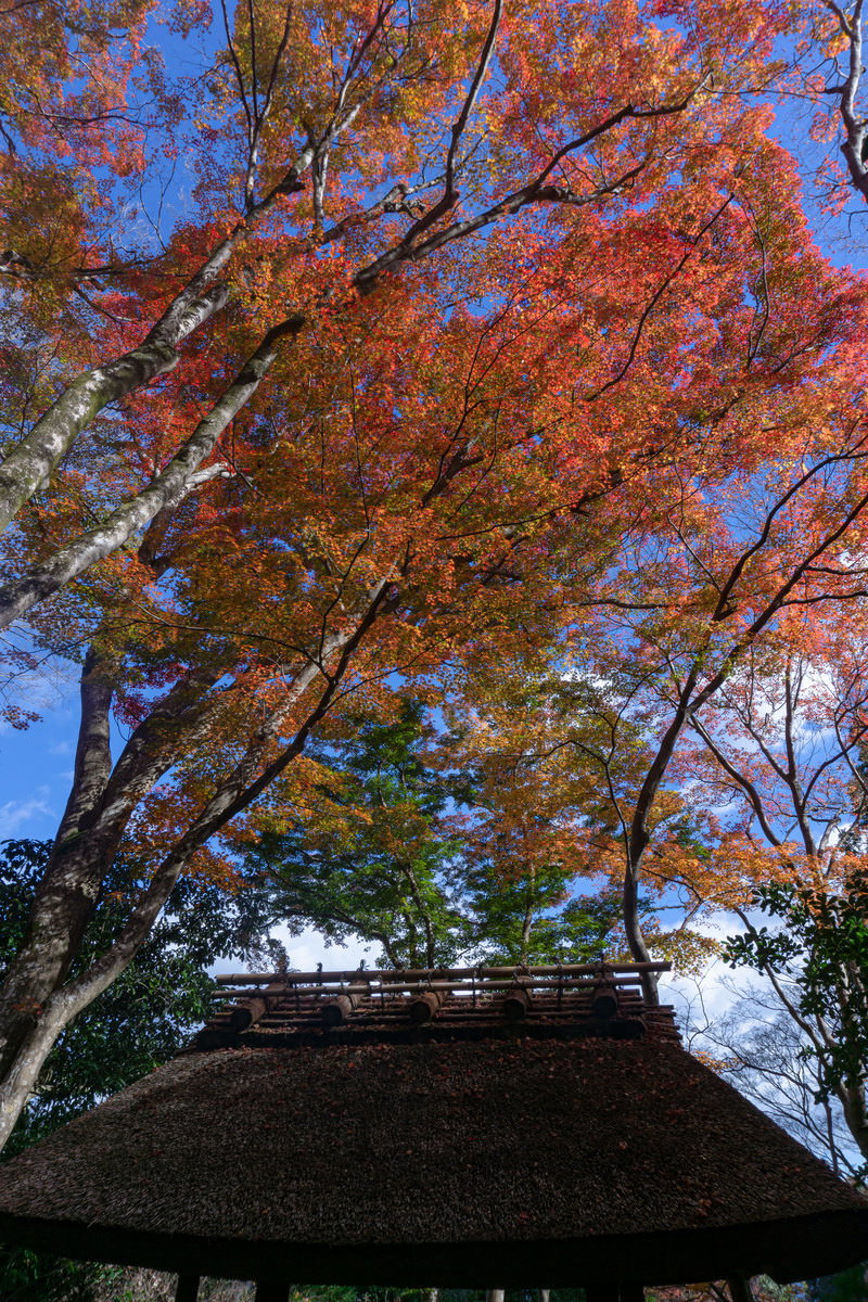 祇王寺の茅葺屋根の建物を見上げる構図で紅葉が美しく色づく