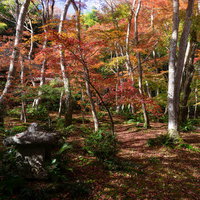 緑と赤の競演が美しい秋の苔庭の写真