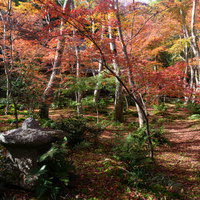 平家物語にも登場する悲恋の尼寺に訪れる秋の写真