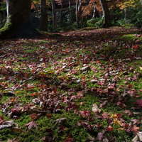 秋を迎えても緑濃い苔の絨毯を埋める落ち葉の写真