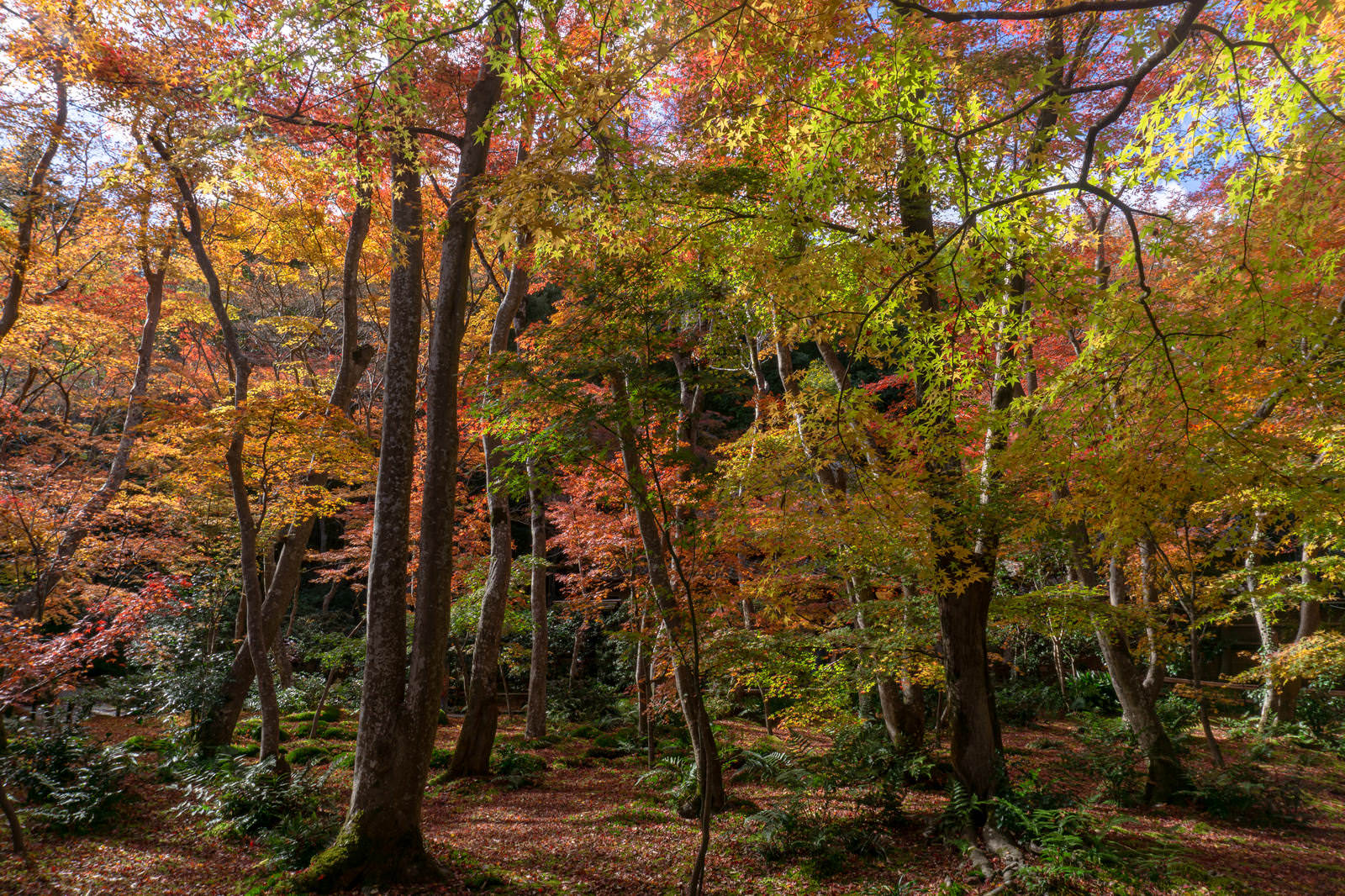 祇王寺の庭園で日光に輝く紅葉したモミジの木々