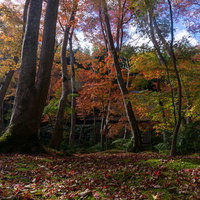 紅葉した木々の向うにひっそりと佇む草庵の写真
