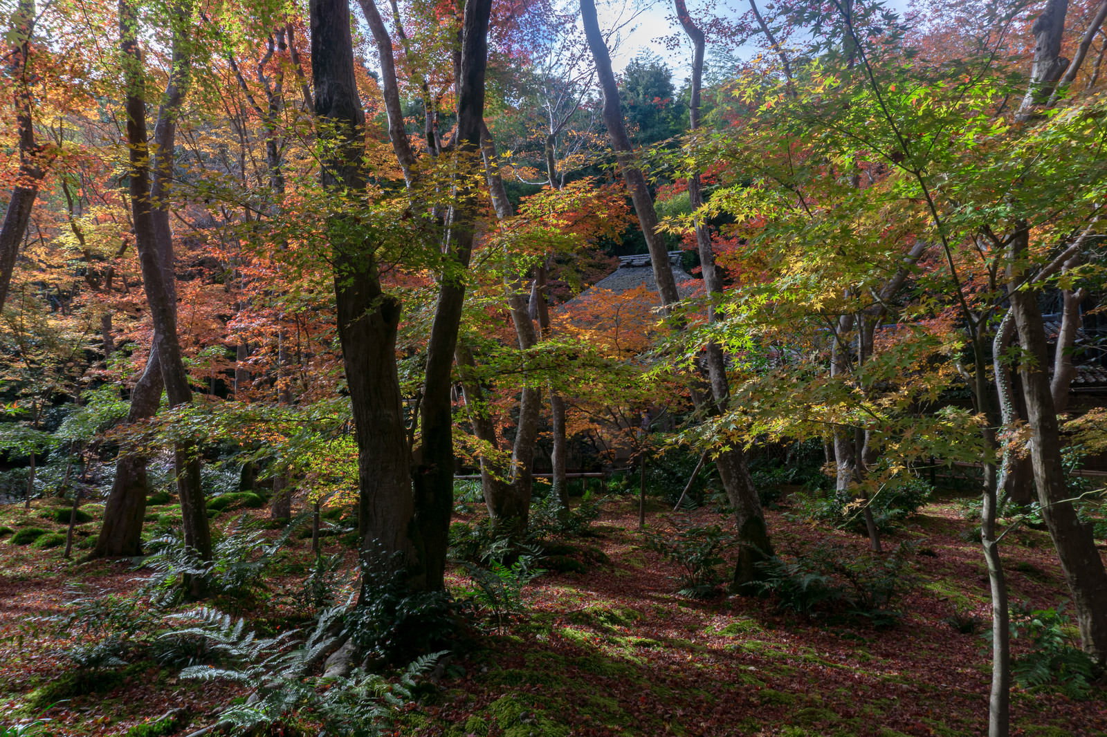 祇王寺の苔庭で色づく紅葉と木々の隙間に見える草庵の屋根