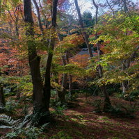 光を浴びて錦の美しさを見せる苔庭の木々とその隙間に垣間見える草庵の屋根の写真