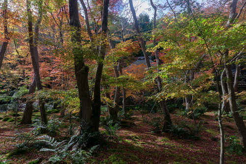 光を浴びて錦の美しさを見せる苔庭の木々とその隙間に垣間見える草庵の屋根