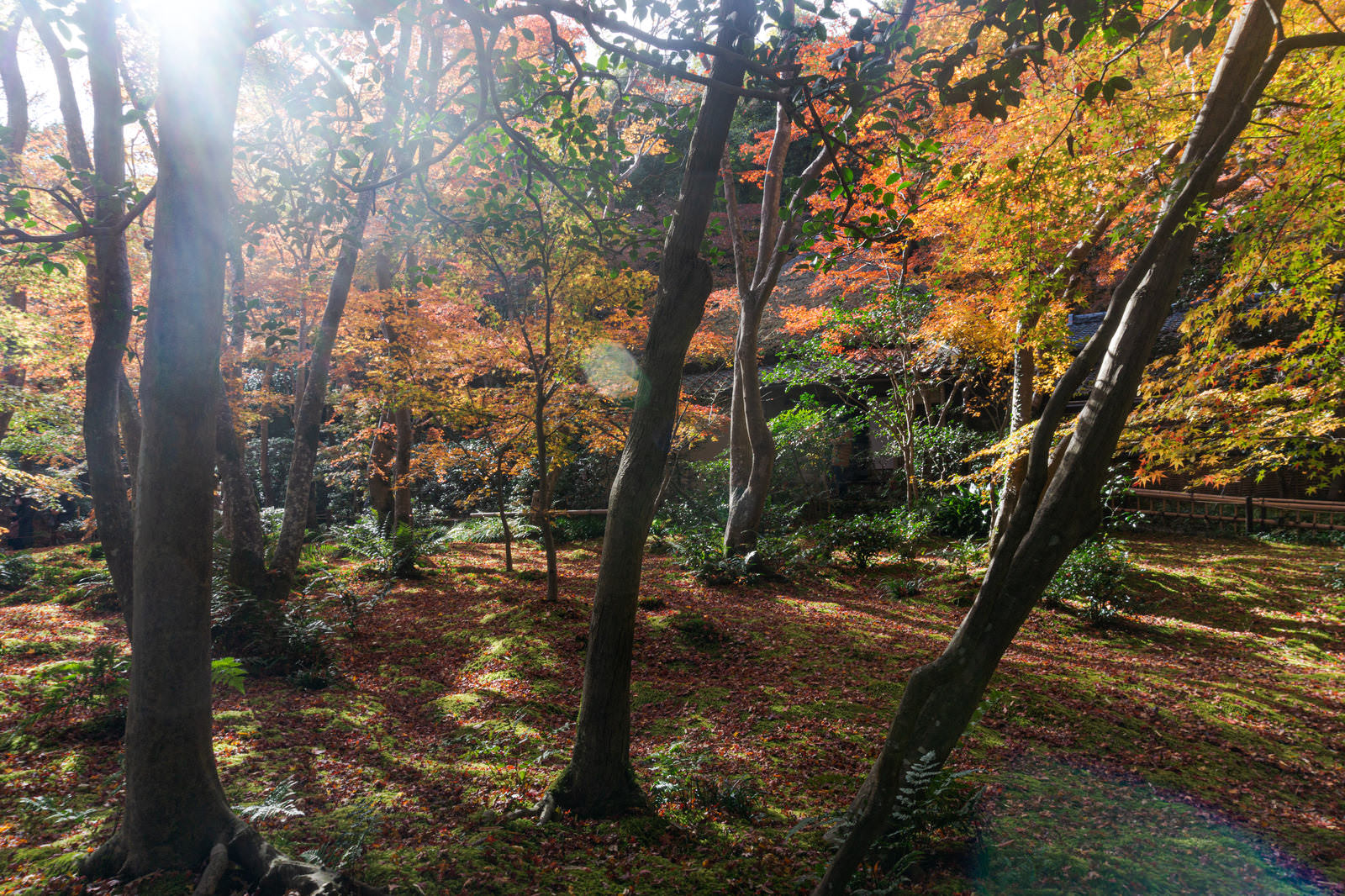 祇王寺の庭園で木漏れ日が紅葉した枝葉を透かし、緑の苔と赤い落ち葉の足元を照らす様子
