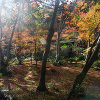 照らす光が紅葉した枝葉を透かし緑と赤の足元も照らすの写真