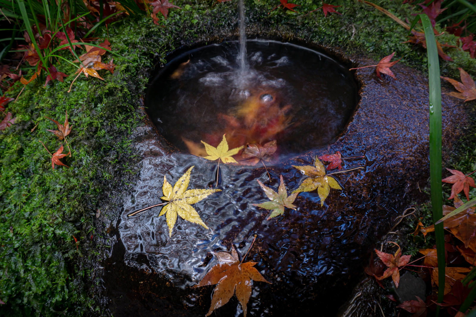 つくばいの周りに苔と紅葉の落ち葉が散らばる秋の庭園風景