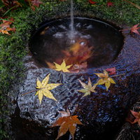 つくばいを彩る苔と散紅葉の写真