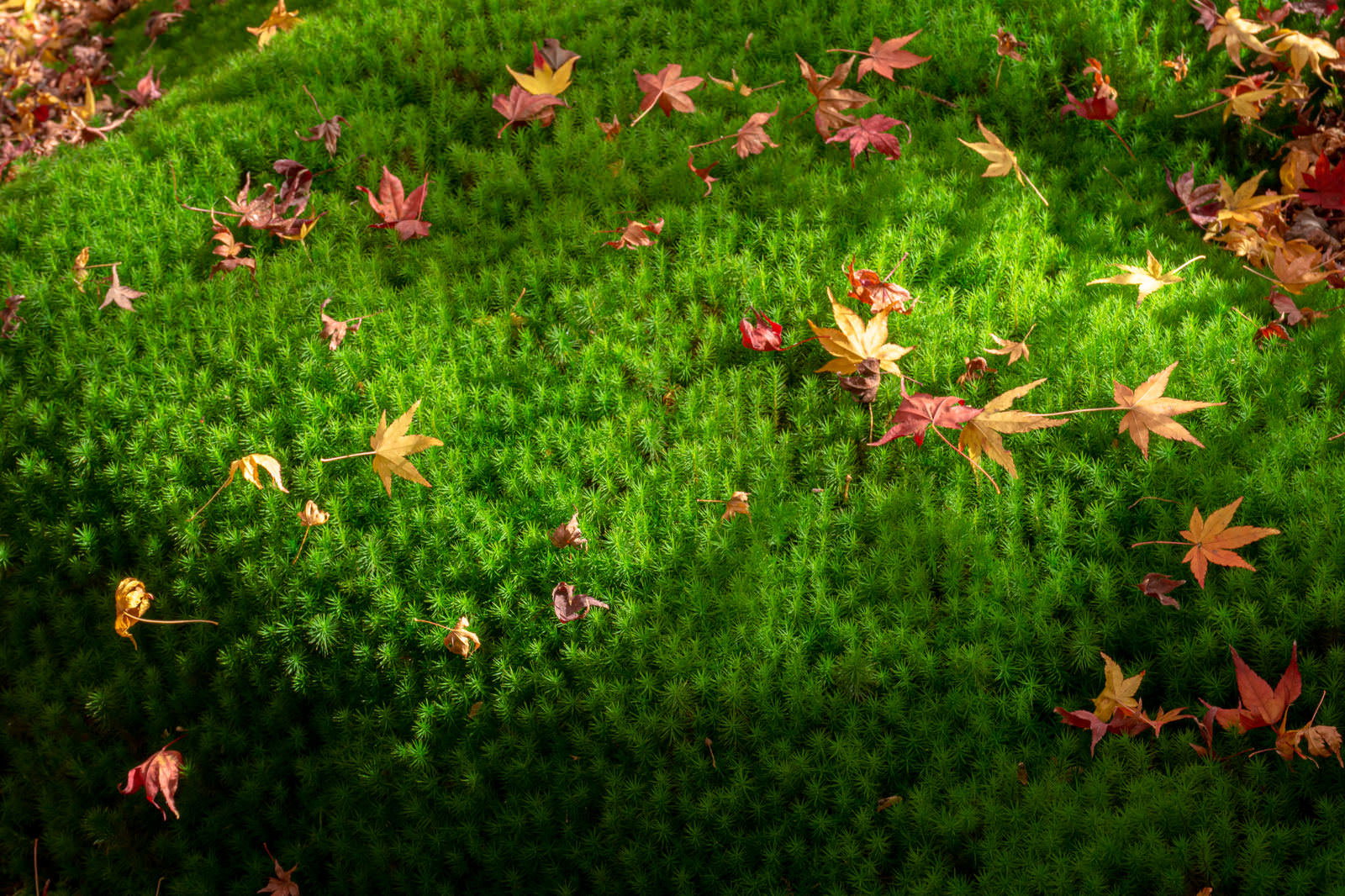 緑の苔に散らばる赤いもみじの落ち葉