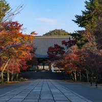 紅葉に囲まれた金堂へと続く石畳の写真