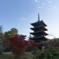 ちらほらと足元に紅葉が見えるまだ光が周りきらない朝の仁和寺五重塔の写真