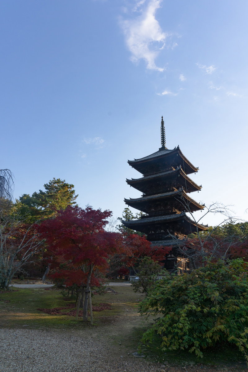 朝の仁和寺境内で青空を背景に立つ五重塔と周囲の紅葉