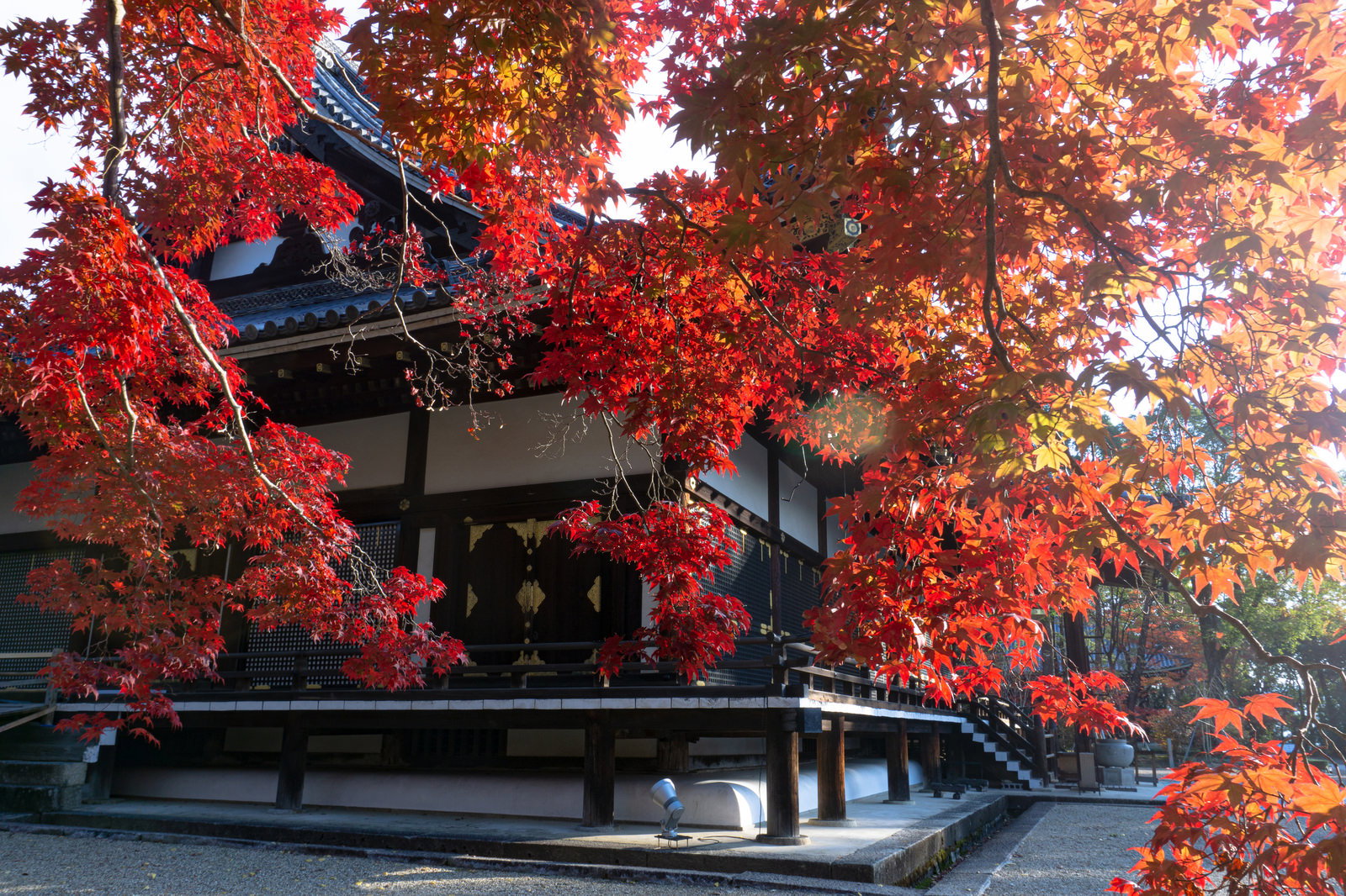 真っ赤な紅葉越しに見える仁和寺金堂の屋根と柱